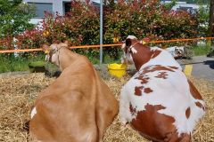 journee25-marche-0005